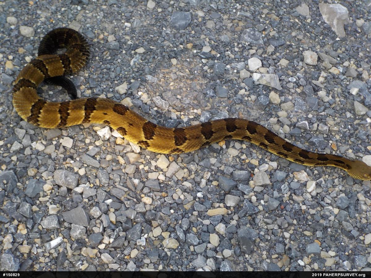 Timber Rattlesnake