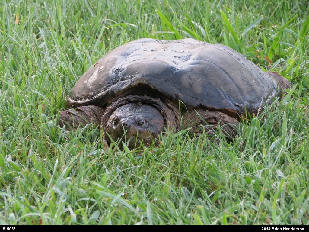 Snapping Turtle