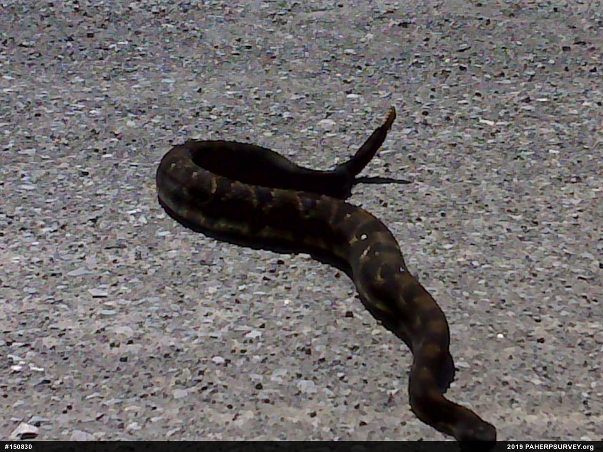 Timber Rattlesnake