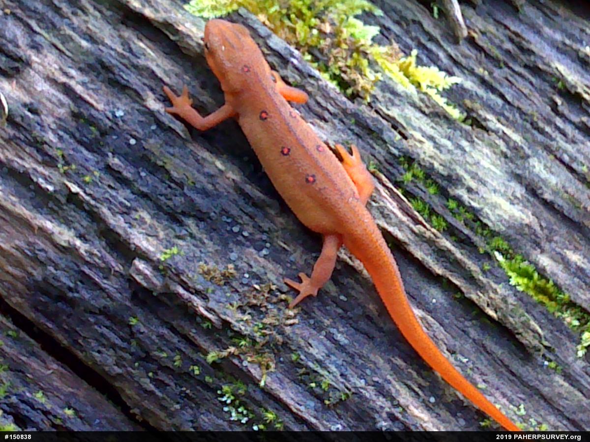 Red-spotted Newt