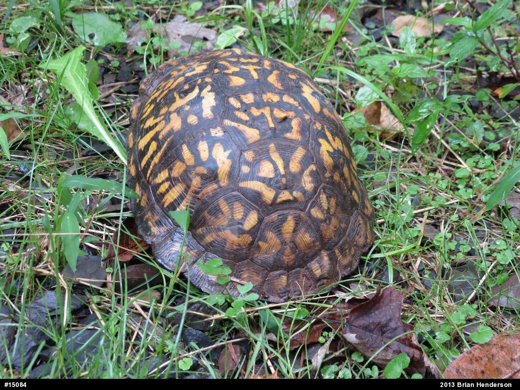 Eastern Box Turtle