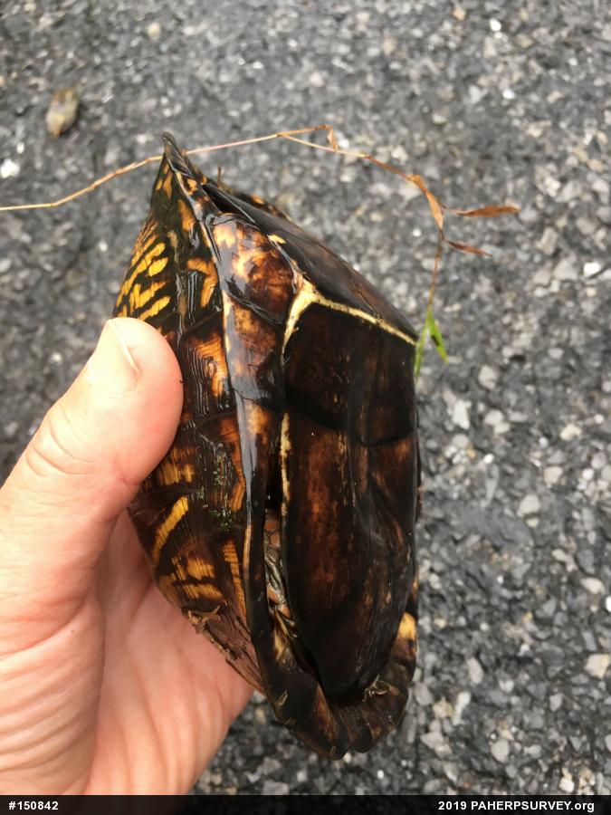 Eastern Box Turtle