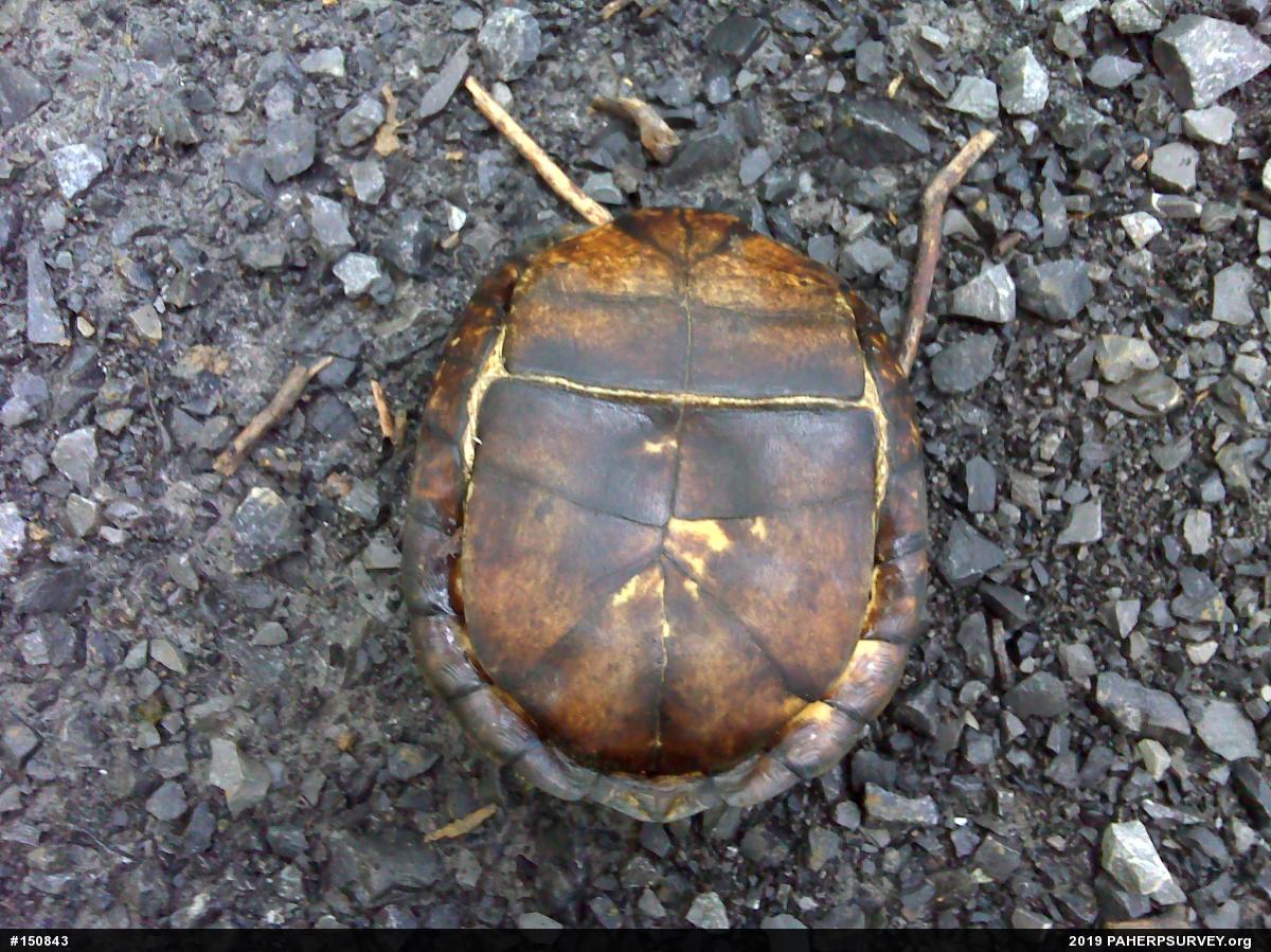 Eastern Box Turtle