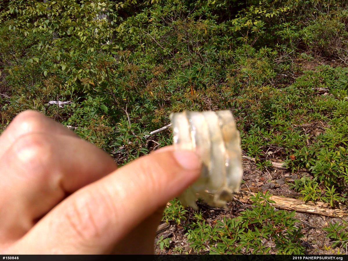 Timber Rattlesnake