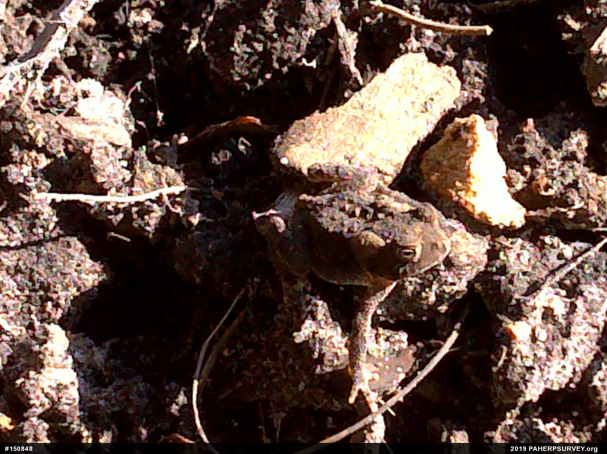 Eastern American Toad