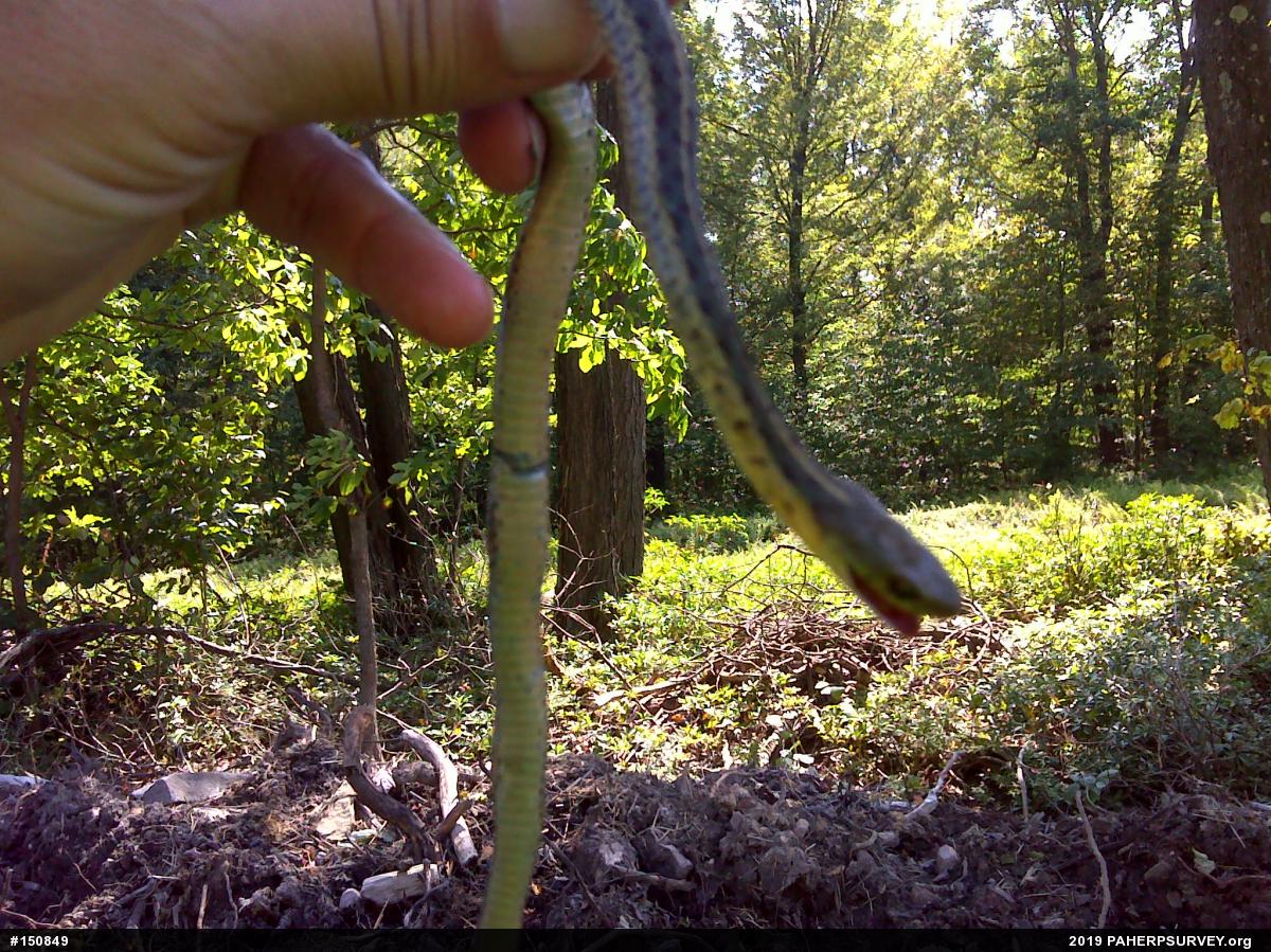 Eastern Gartersnake