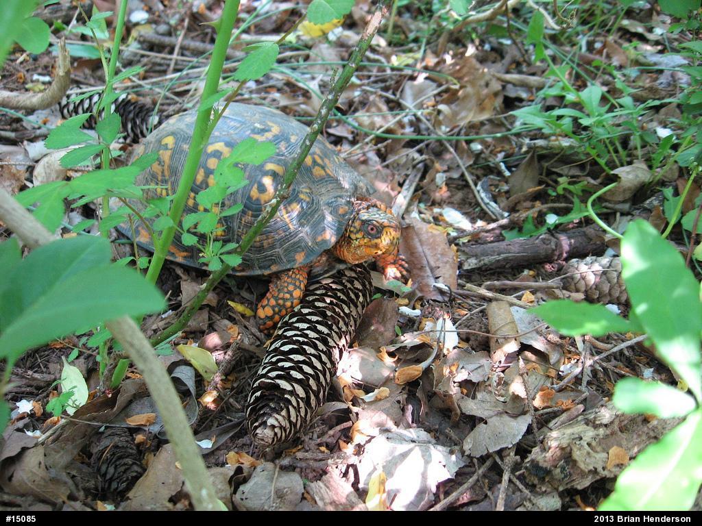 Eastern Box Turtle