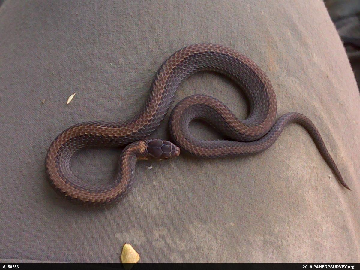 Red-bellied Snake