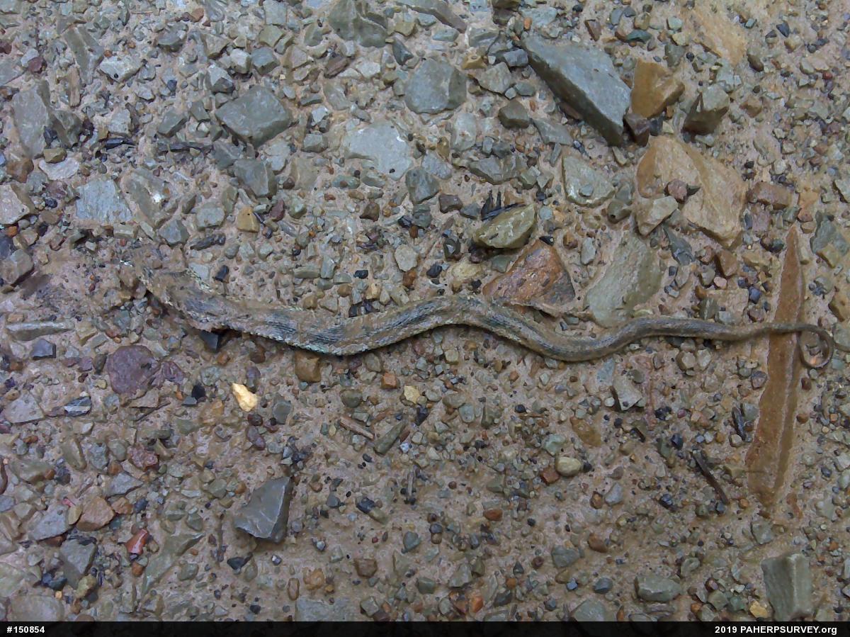 Eastern Gartersnake