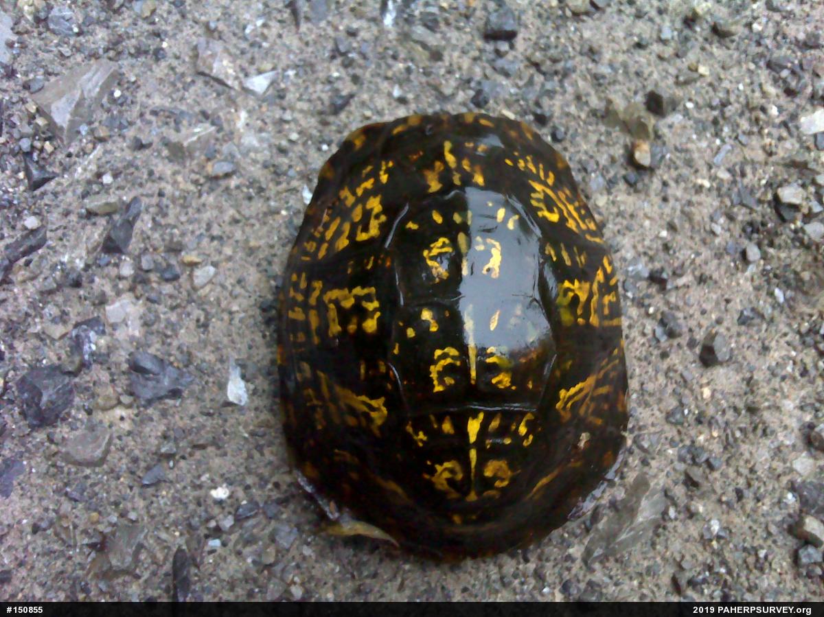 Eastern Box Turtle