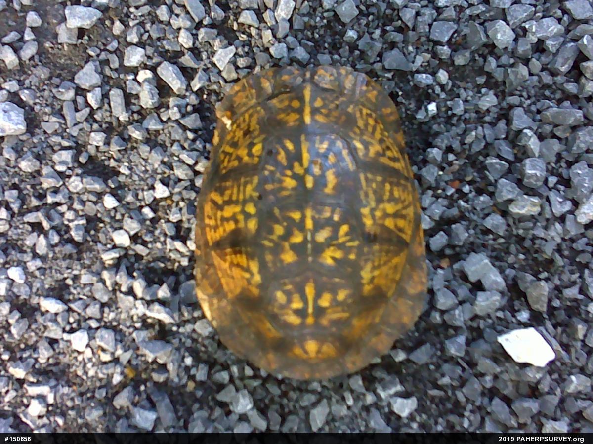 Eastern Box Turtle
