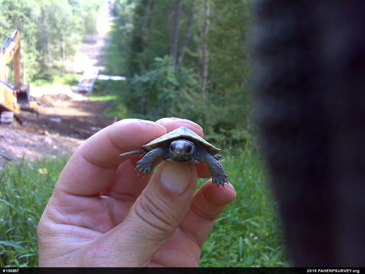 Wood Turtle