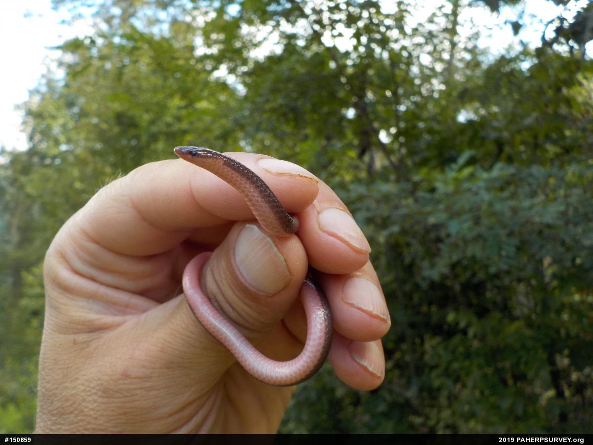 Eastern Wormsnake