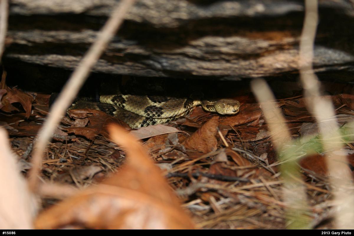 Timber Rattlesnake