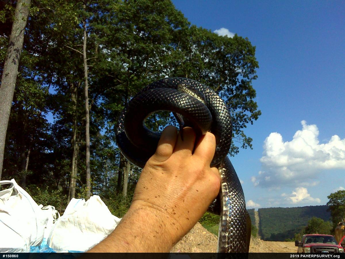 Eastern Ratsnake