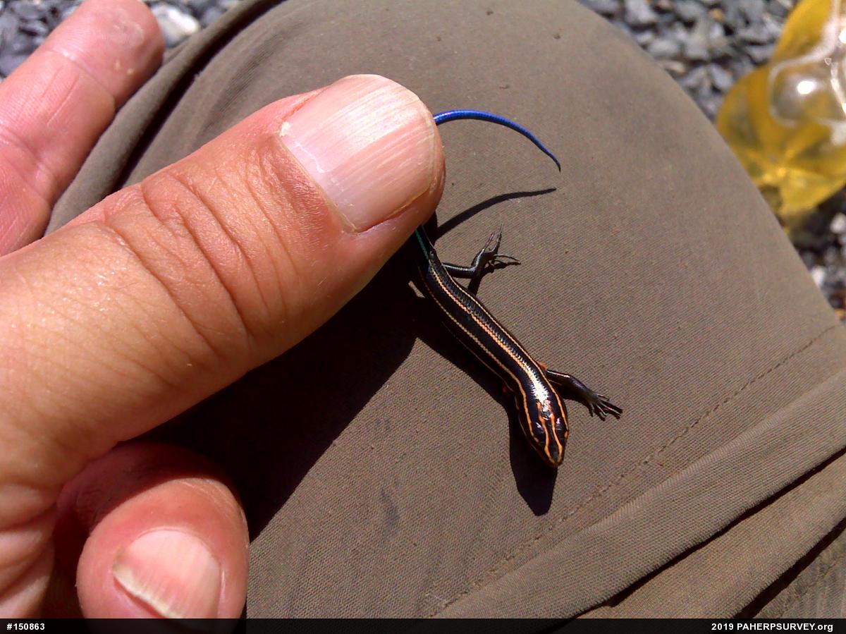 Common Five-lined Skink