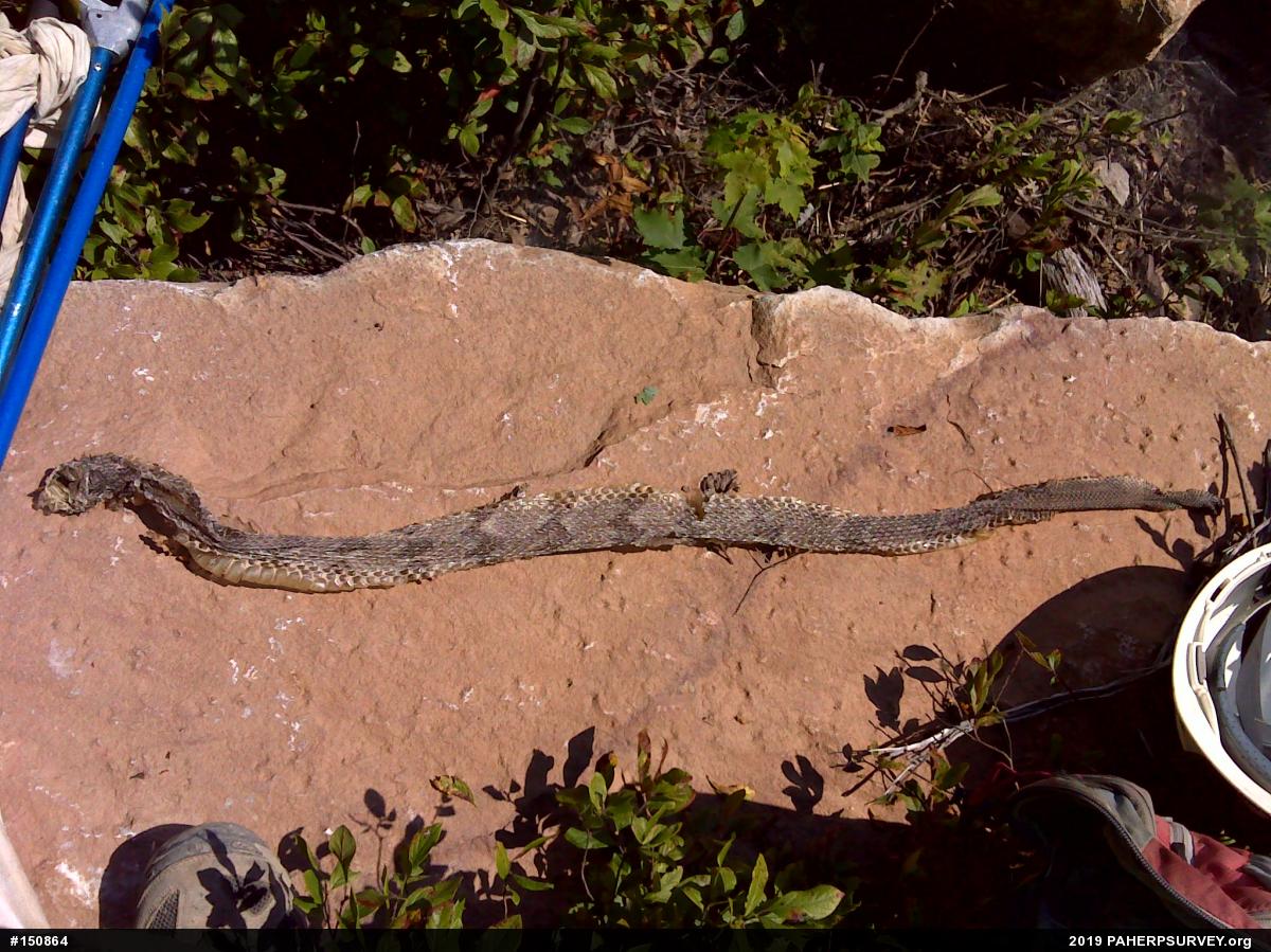 Timber Rattlesnake