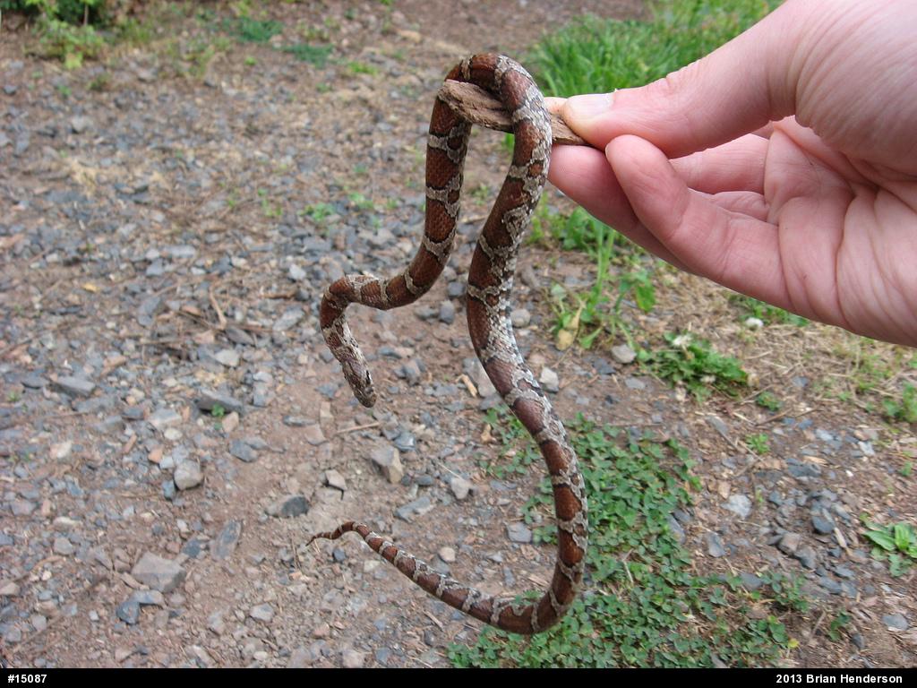 Eastern Milksnake
