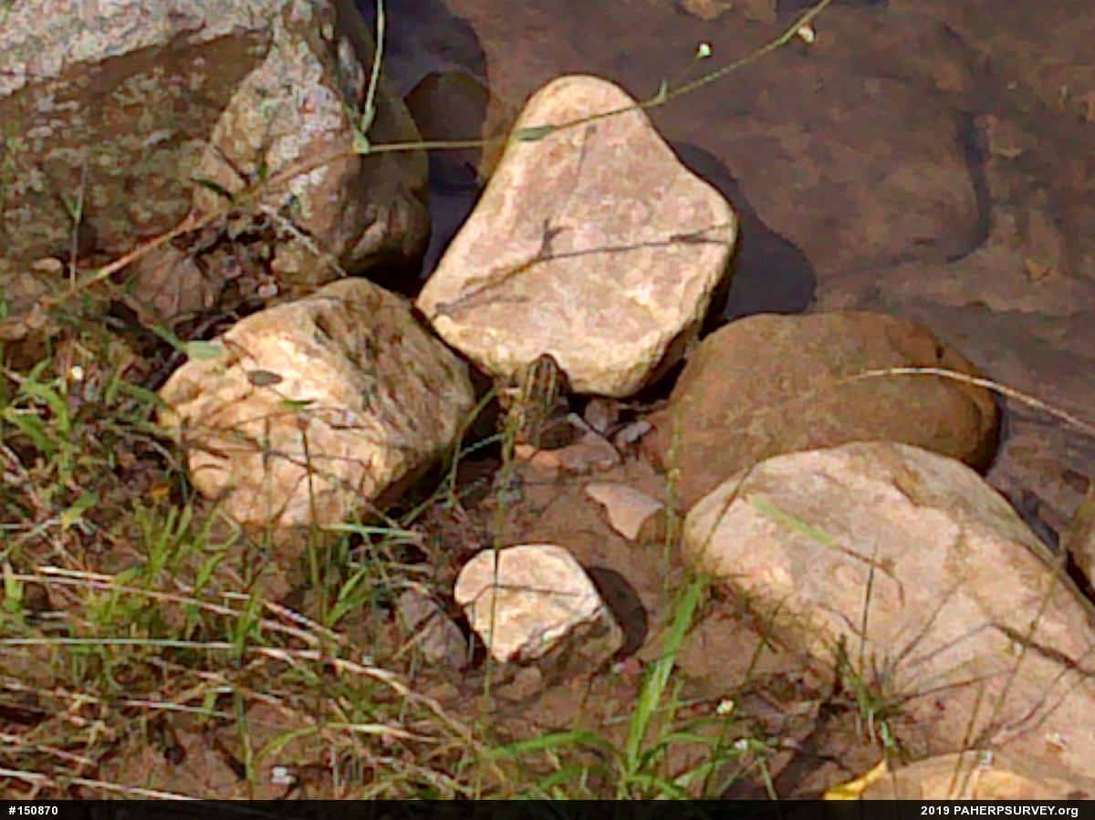 Pickerel Frog