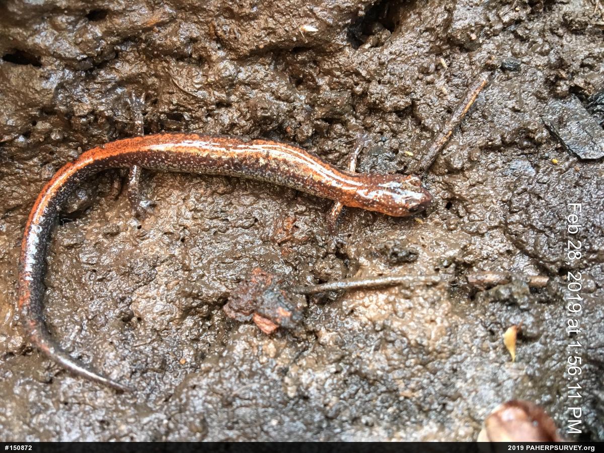 Eastern Red-backed  Salamander