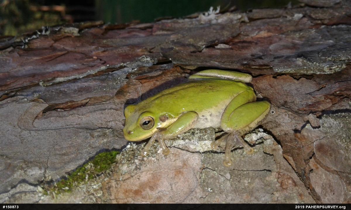Treefrogs