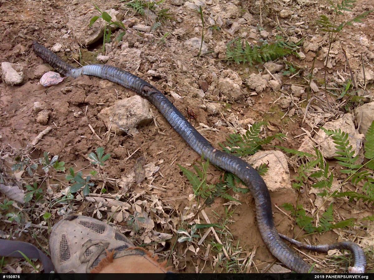 Northern Black Racer