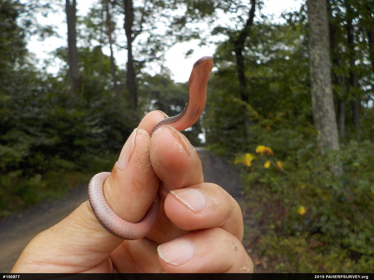 Eastern Wormsnake