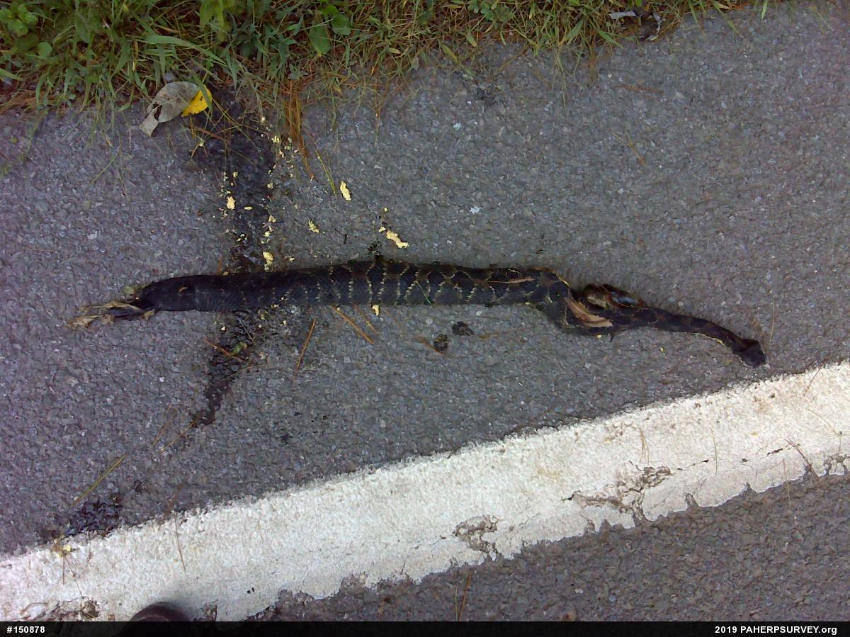 Timber Rattlesnake