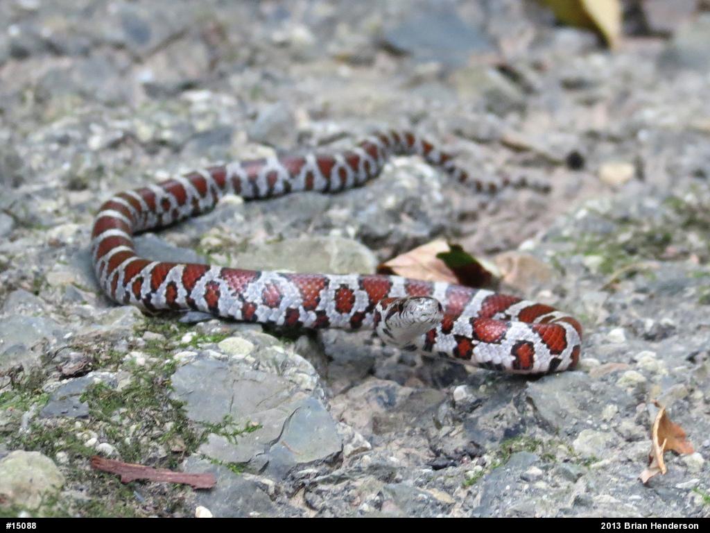 Eastern Milksnake