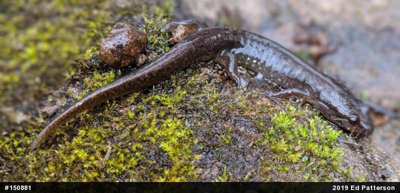 Northern Dusky Salamander