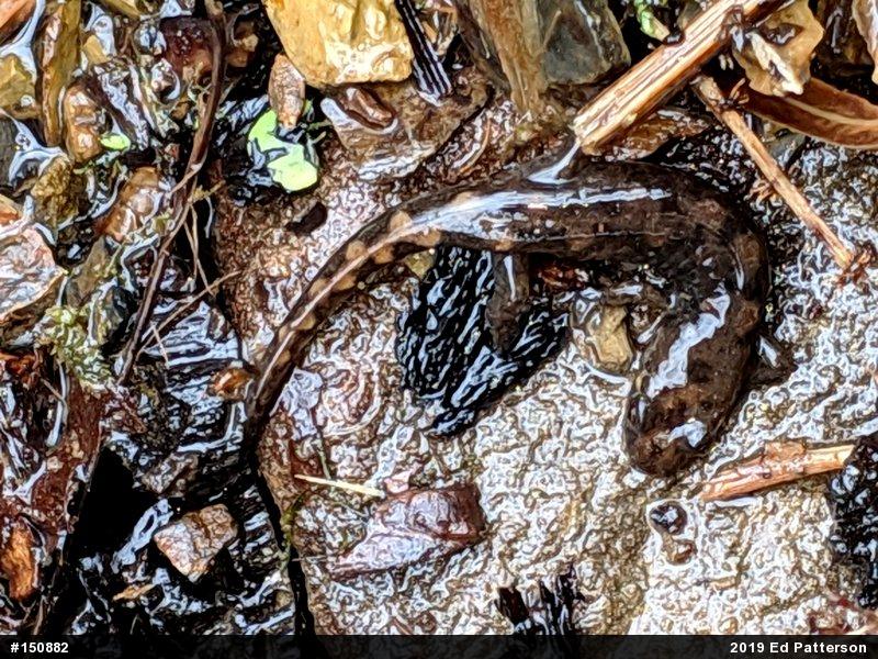 Seal Salamander
