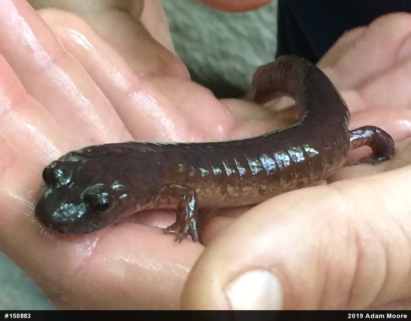 Northern Spring Salamander