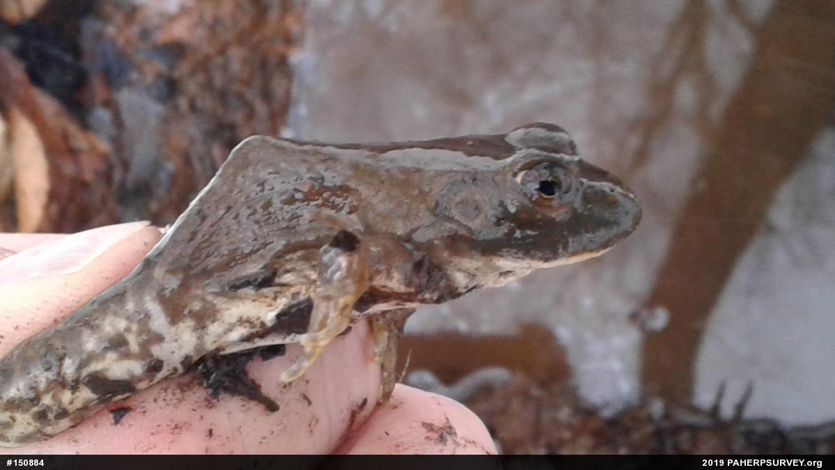 American Bullfrog