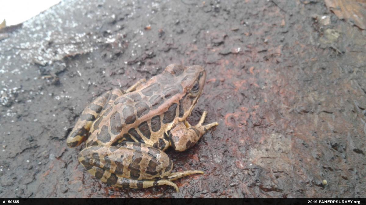 Pickerel Frog