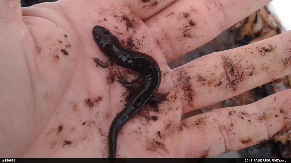 Northern Dusky Salamander