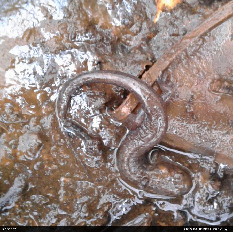 Allegheny Mountain Dusky Salamander