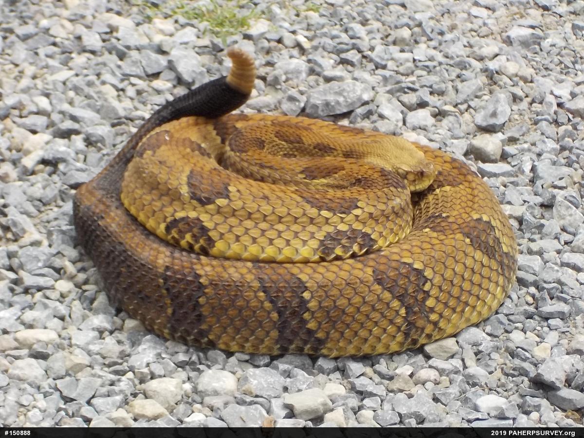 Timber Rattlesnake