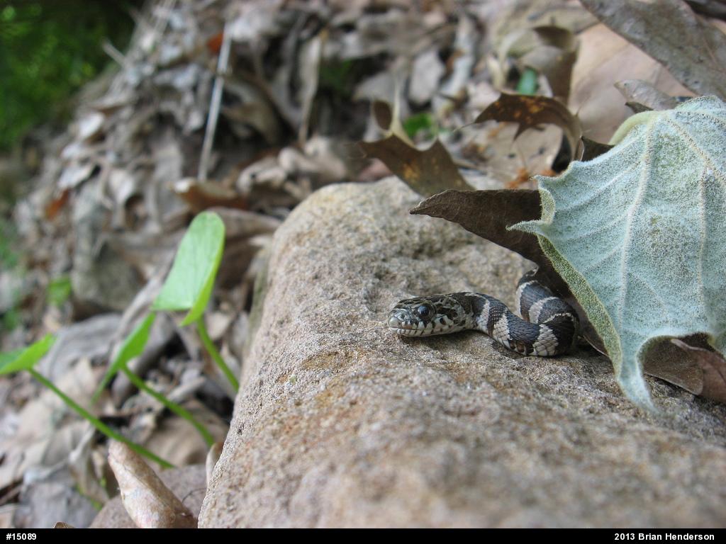 Northern Watersnake