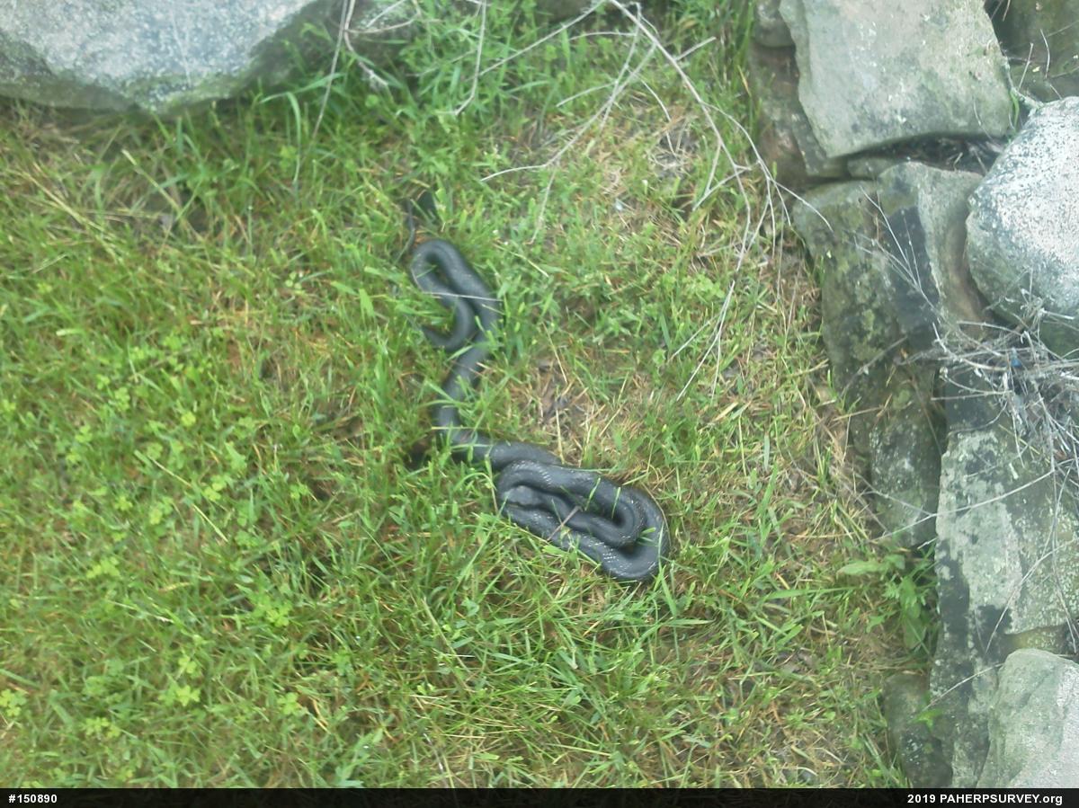 Eastern Ratsnake