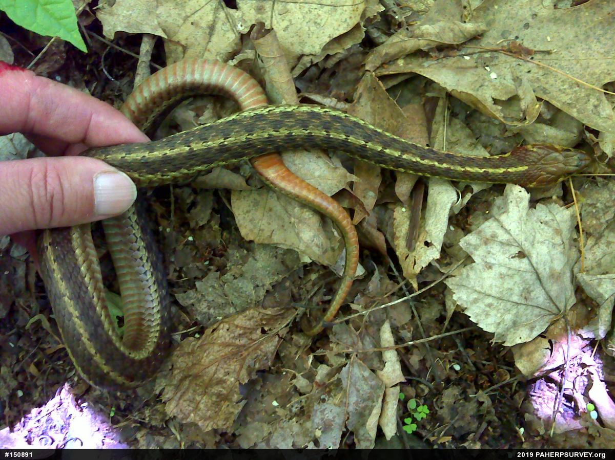 Eastern Gartersnake