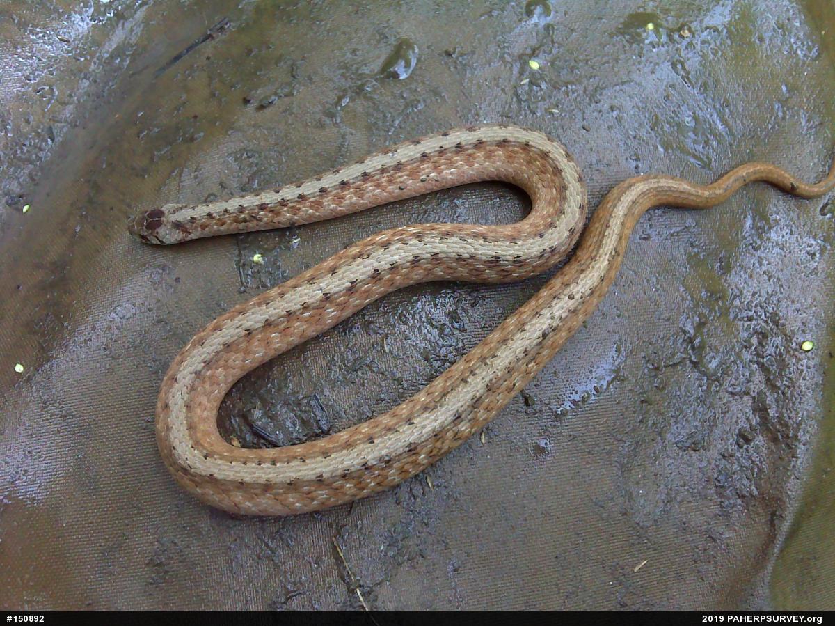 Dekay's Brownsnake