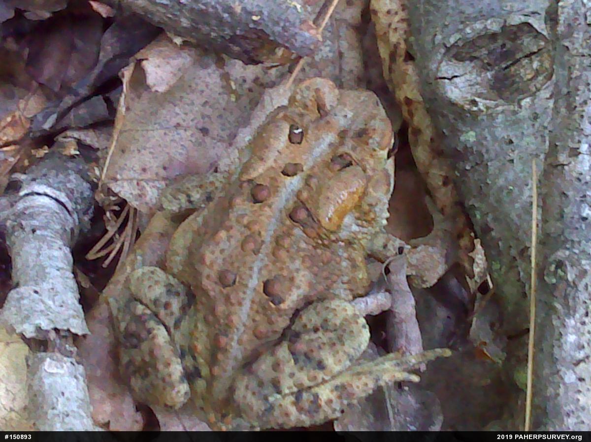 Eastern American Toad