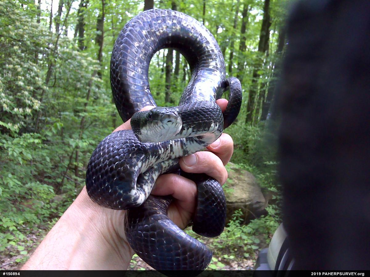Eastern Ratsnake