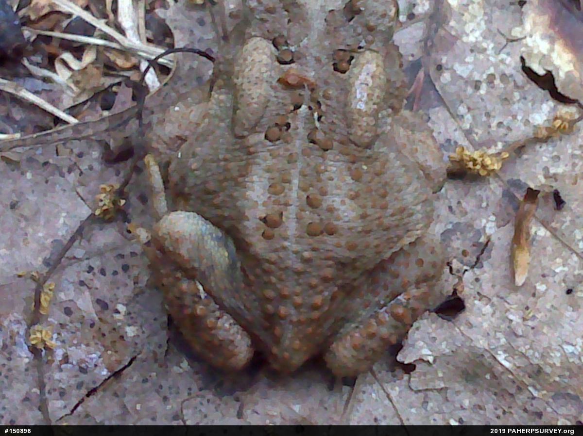 Eastern American Toad