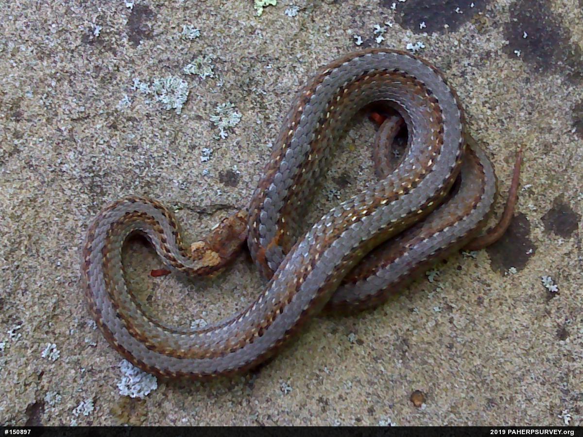 Red-bellied Snake