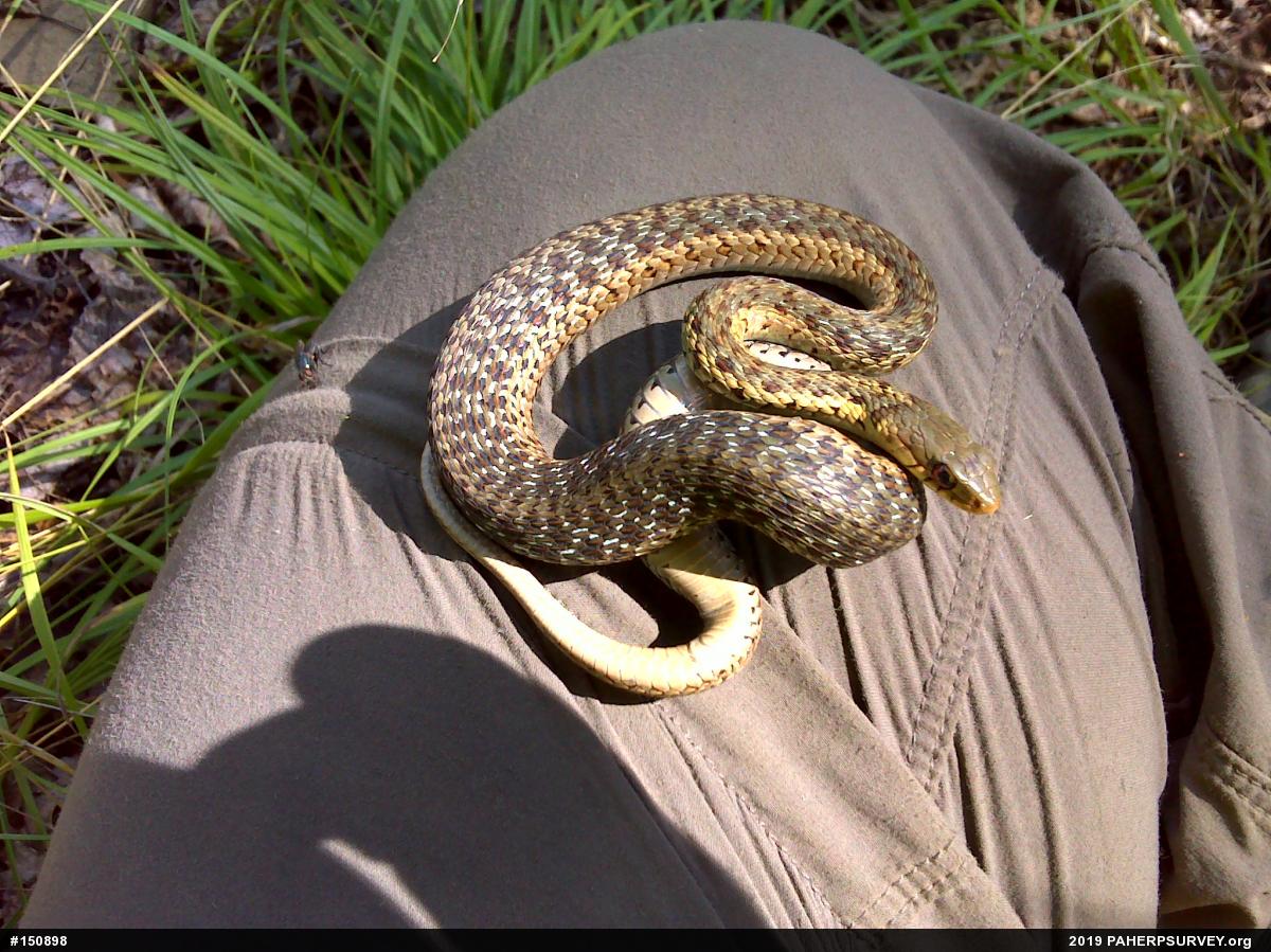 Eastern Gartersnake
