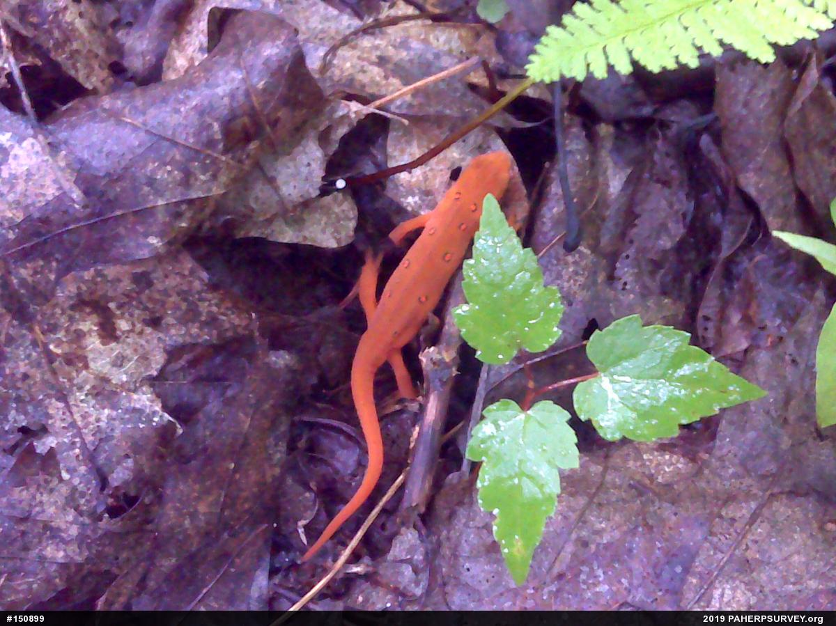 Red-spotted Newt