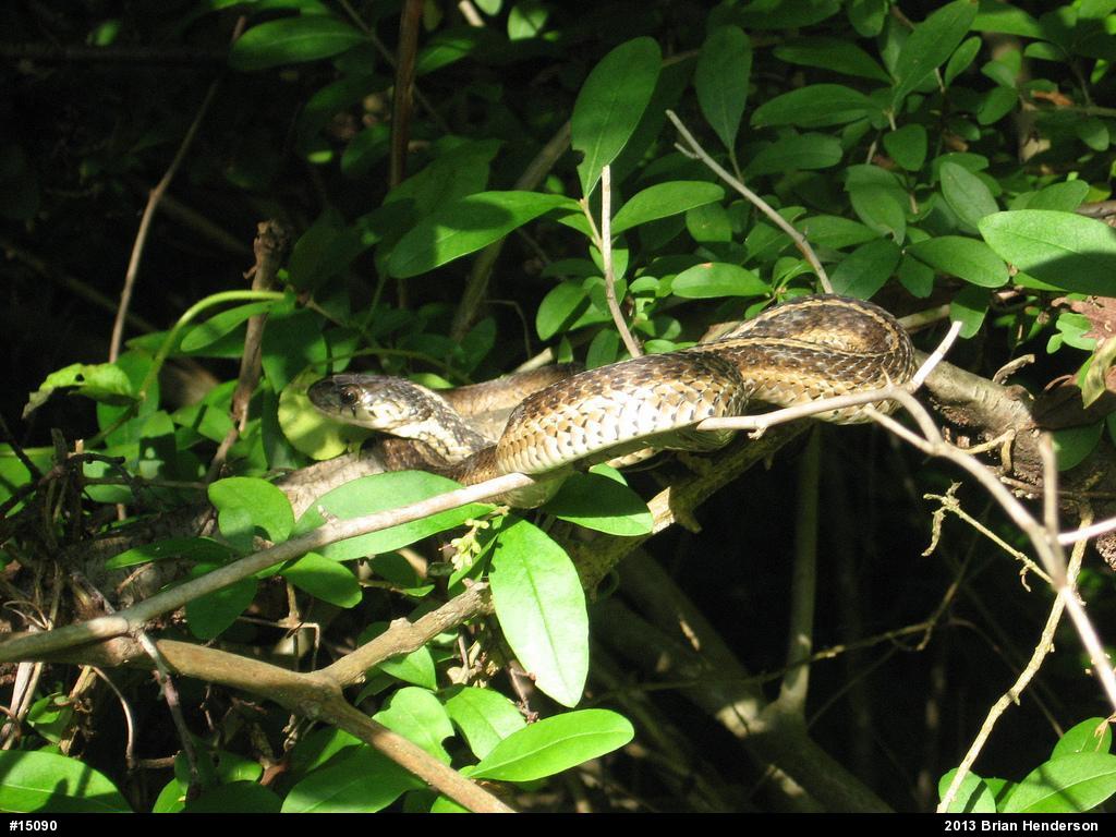 Eastern Gartersnake
