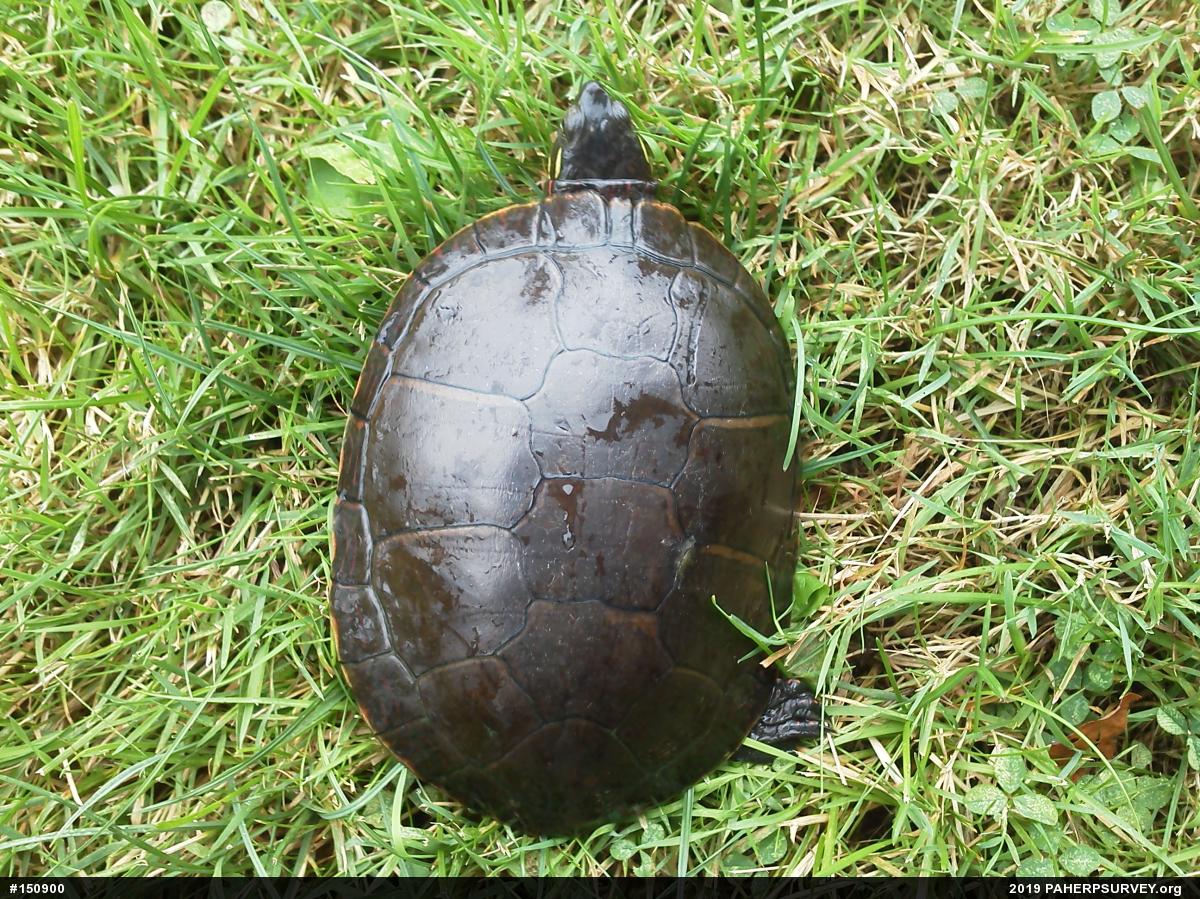 Midland Painted Turtle