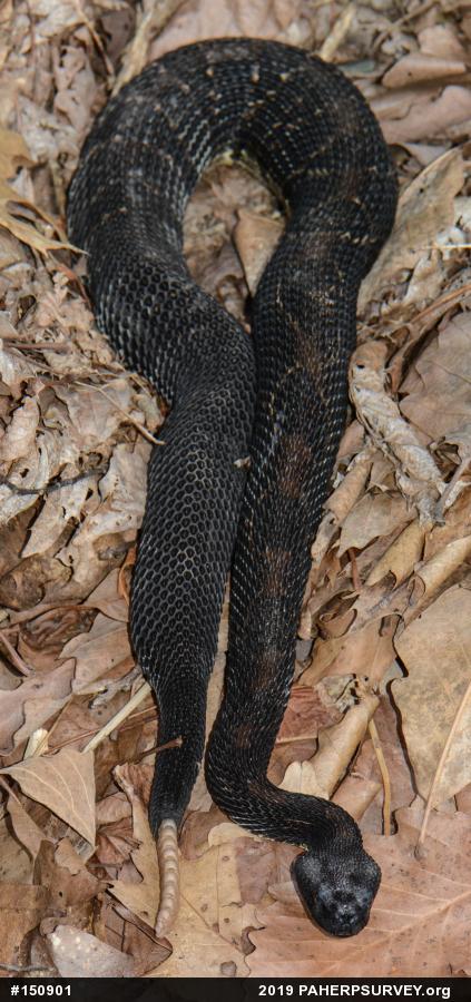 Timber Rattlesnake